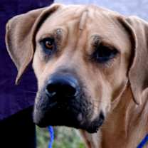 Thumbnail photo of Whiskey #1