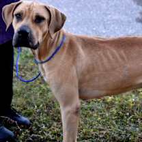 Thumbnail photo of Whiskey #2