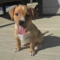 Thumbnail photo of Baby Saja #1