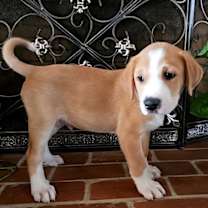 Thumbnail photo of PUPPY SOUTH #4