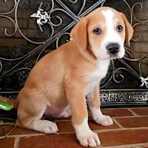 Thumbnail photo of PUPPY SOUTH #1