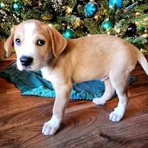 Thumbnail photo of PUPPY SOUTH #2