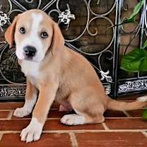 Thumbnail photo of PUPPY SOUTH #3