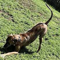 Thumbnail photo of KaiaKona #2