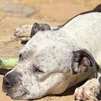 Thumbnail photo of Howard #1