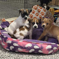 Thumbnail photo of Mystery #3