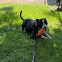 Thumbnail photo of Gus #2