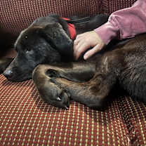 Thumbnail photo of Hershey #1