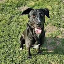 Thumbnail photo of Lucy #4