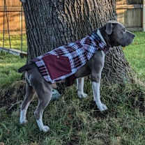 Thumbnail photo of Hank (Eeyore) #1