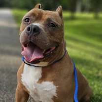 Thumbnail photo of Maximus #1