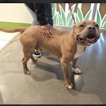 Thumbnail photo of Maximus #3