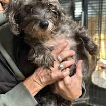 Thumbnail photo of Tonky #1