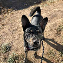 Thumbnail photo of Zeus #1