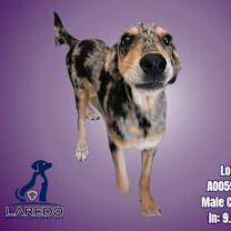 Thumbnail photo of Lorenzo #3