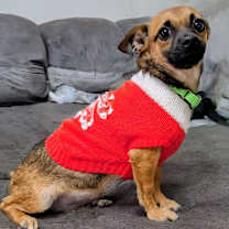 Thumbnail photo of Draco #3