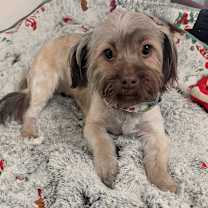 Thumbnail photo of Hazel #1