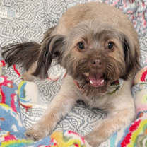 Thumbnail photo of Hazel #2