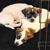 Thumbnail photo of Romance #2