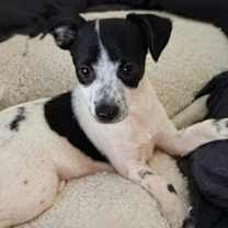 Thumbnail photo of Jolly #1