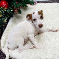 Thumbnail photo of Lollipop #2