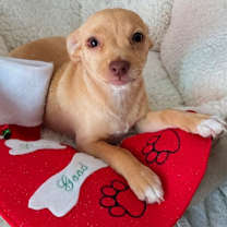 Thumbnail photo of Toffe #1