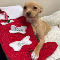 Thumbnail photo of Toffe #3