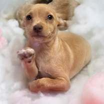 Thumbnail photo of Toffe #4