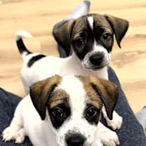 Thumbnail photo of Romance #1