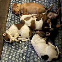 Thumbnail photo of Romance #3