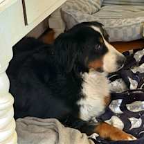 Thumbnail photo of Billie Jo #3