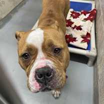 Thumbnail photo of Chum Chum #2