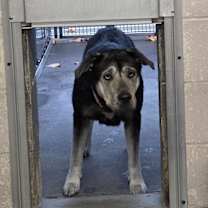 Thumbnail photo of Tyr #2