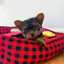 Thumbnail photo of Matcha #4