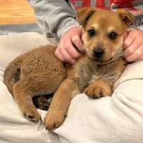 Thumbnail photo of 878 (2025) Nugget #4