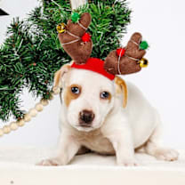 Thumbnail photo of Nutmeg #1