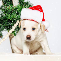 Thumbnail photo of Ginger #1