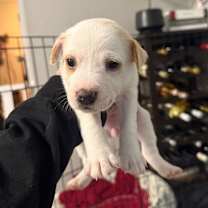 Thumbnail photo of Nutmeg #2