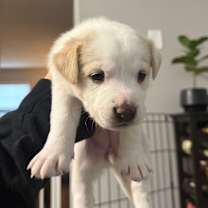 Thumbnail photo of Ginger #2