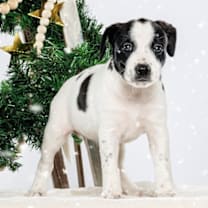 Thumbnail photo of Rosemary #3