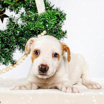 Thumbnail photo of Nutmeg #3