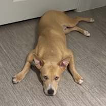 Thumbnail photo of Tango #2