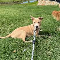 Thumbnail photo of Tango #3