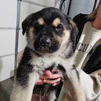 Thumbnail photo of Spud #2