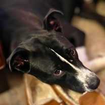 Thumbnail photo of Comet #2