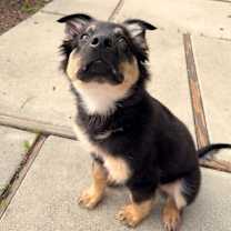 Thumbnail photo of Tiramisu #1