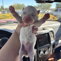 Thumbnail photo of Zoe #2