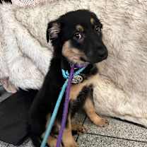 Thumbnail photo of Tiramisu #2