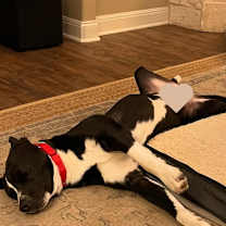 Thumbnail photo of Comet #3