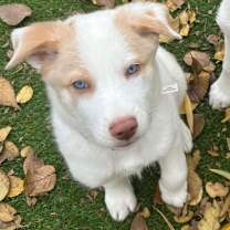 Thumbnail photo of Bosch #3